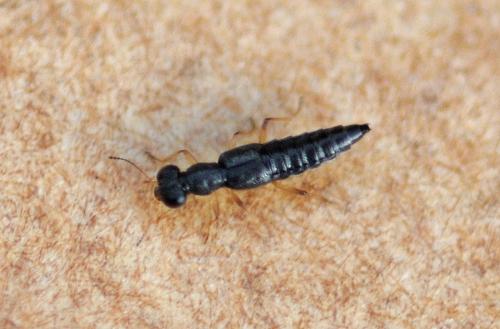Stenus sp.